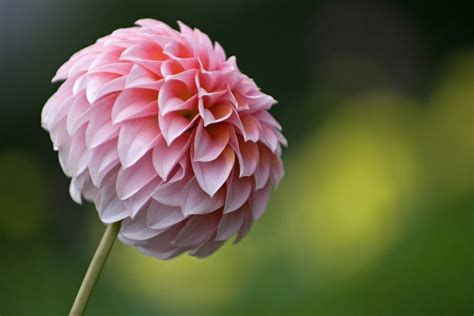 Los 30 Tipos De Flores Que Existen Clasificación Y Características