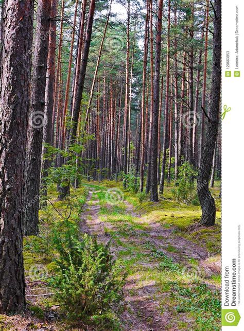 A Path In A Pine Forest Slender Trees With Spines Stock Image Image