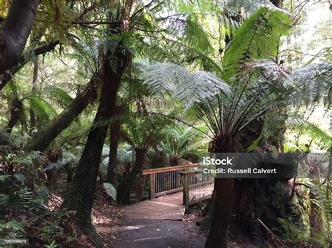 Maits Rest Rainforest Walk Stock Photo Download Image Now Australia