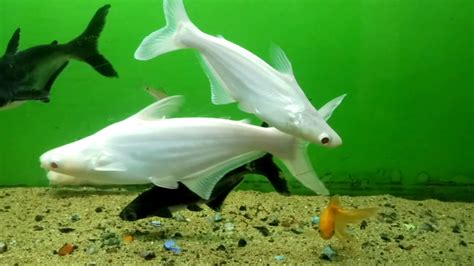 Why do they put sharks in fish tanks? Shark Fish Tank - YouTube