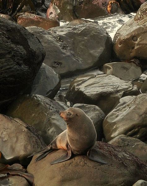 Seal Basking On Rocks Kaikoura Nz Wildlife Animals Walrus