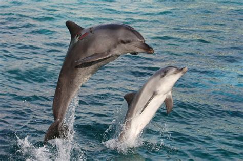 Bottlenose Dolphin Facts For Kids Dolphin Photos The Bay
