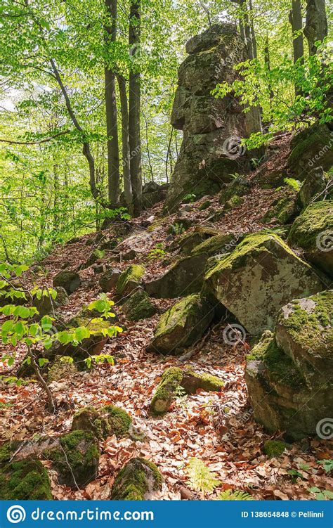 Huge Mossy Cliff In The Forest Stock Photo Image Of Nature Outdoor