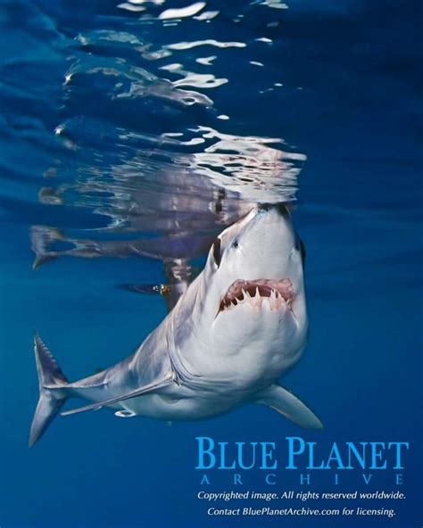 Mako Sharks Are Now Threatened With Extinction Blue Planet Archive