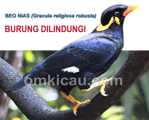 Mungkin menyaksikan burung beo nias ini. Empat metode efektif melatih beo bicara | OM KICAU