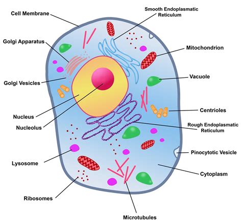 A labeled diagram of the animal cell and its organelles. Rough Endoplasmic Reticulum - Biology Wise
