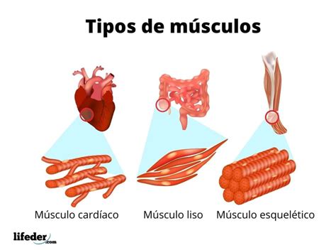 Sistema Muscular Classificacao E Tipos De Musculos Tua Saude Images Images