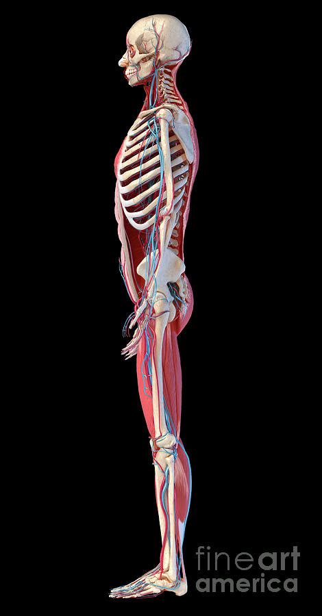 Human Skeleton Photograph By Leonello Calvettiscience Photo Library