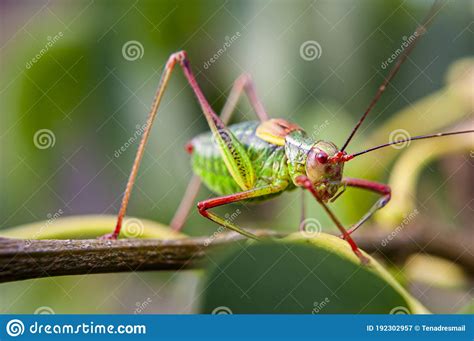 Colorful Cricket On The Leaf V Stock Image Image Of Colors Closeup