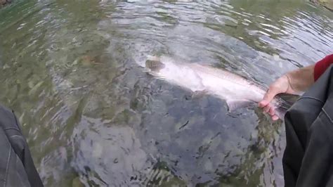 Vedder river fishing for salmon. BC, Canada - YouTube