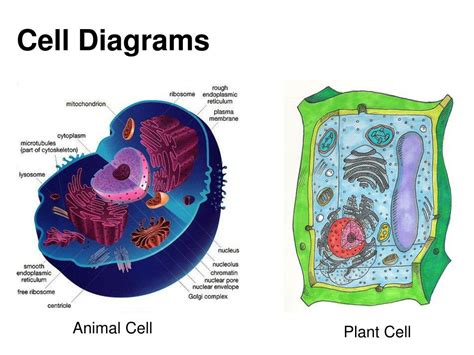 Animal cells are common names for eukaryotic cells that make up animal tissue. PPT - B. Cell Organelles PowerPoint Presentation, free ...