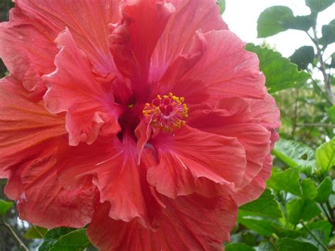 This And That The Hot The Loud And The Proud Hibiscus