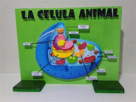 Celula Animal Como Hacer Una Celula Vegetal Con Material Reciclable