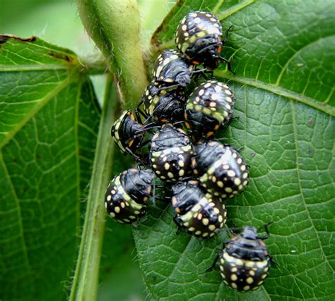 Bean leaf beetle nebraska extension information, publications and insecticide guide for current soybean pest management information from unl photos and identification and injury information for major insect pests of nebraska soybean, including bean leaf beetle, soybean leafminer, green. Podsucking bugs | IPM Guidelines For Grains