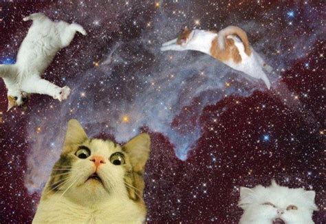 Just Funny Pics Click Here For More From Space Cat Galaxy Cat Crazy