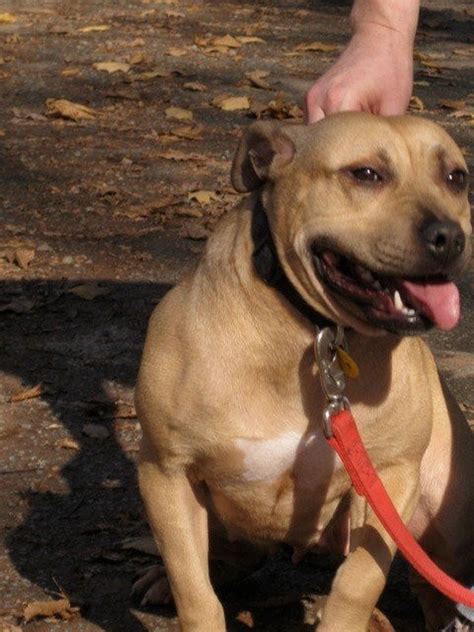 American Pit Bull Terrier From Suspected Dog Fighting Operation Can Be