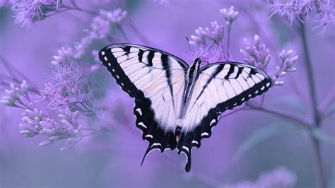 Insects Swallowtail Butterfly Butterfly Flower Macro Hd Wallpaper