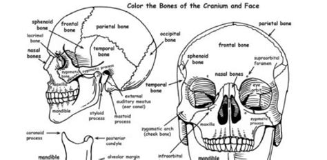 Divide, grow, become old and grow gcse pe revision, with labels. Blank Skull Diagram To Label - General Wiring Diagram