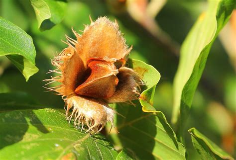Beech Tree Nuts 4 Ann Collier Flickr
