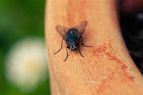 9 Spiritual Meanings Of Large Black Flies In The House