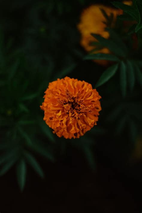 Marigold Flower Essence — Earth Star Herbals Marigold Flower Flower