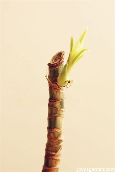 Sorry for the beginning few seconds, as i noticed the sound was not that great! Propagating A Dracaena Is So Easy To Do | Corn plant ...