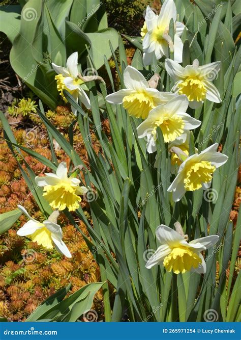 White Daffodils Stock Photo Image Of White Nature 265971254