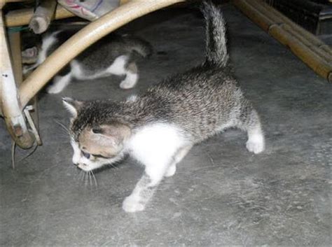 40 koleksi gambar gambar anak kucing yang terlajak comel. Gambar Kucing Comel Cute: Gambar Anak Kucing Tengah Meronda