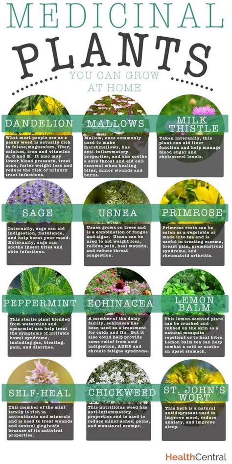 What Medicinal Herbs Should I Grow Medicinewalls
