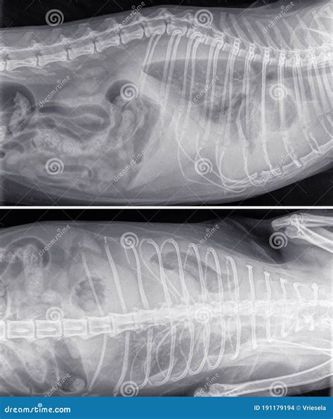 X Ray Of A Cat With Advanced Asthma With Pneumonia Stock Photo Image