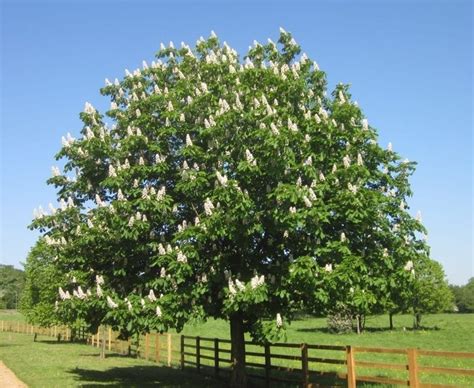 Two Horse Chestnuts Tree Guide Uk