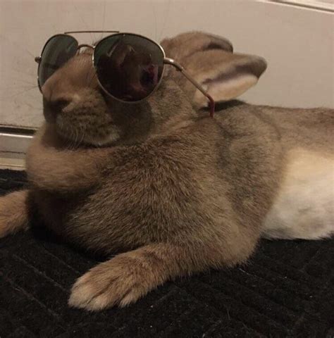Psbattle Rabbit Wearing Sunglasses Rphotoshopbattles