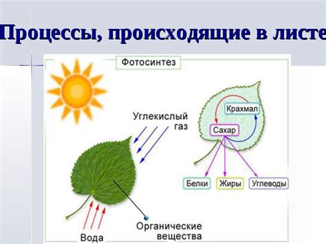 Изобразите процесс фотосинтеза в виде схемы — Знания.site