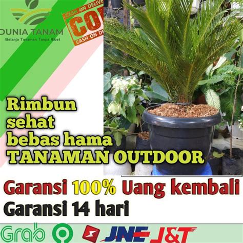 Tanaman pakis haji atau sikas | bunga / benih tanaman ...