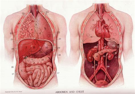 Air filled stomach → tympanitic • abdomen not designed w/1st yr • most important structures aren't palpable. Abdomen. Causes, symptoms, treatment Abdomen