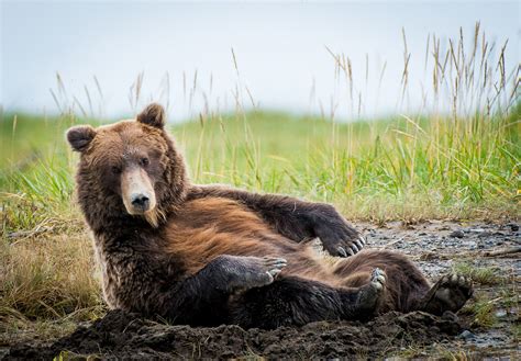 Coastal Brown Bear Lake Clark National Park Alaska Fred Wasmer