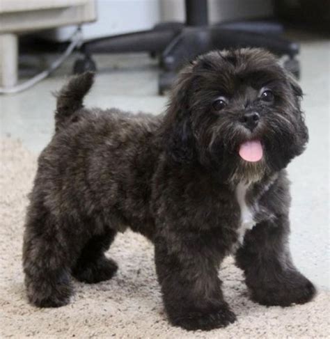 Shihpoo Breed Facts Information And Characteristics Puppyspot