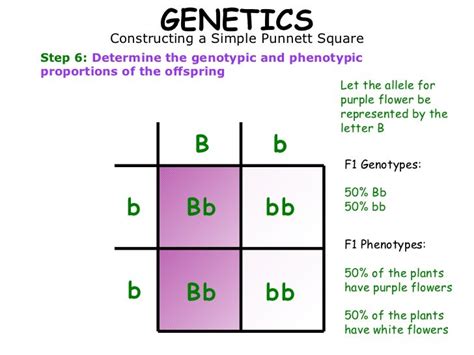 What Is A Punnett Square And Why Is It Useful In Genetics Using A