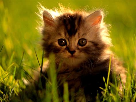 Kitten Pussy Cat Wallpapers And Images Wallpapers Pictures Photos