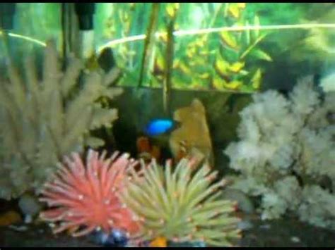 Dilihat dari ukurannya ikan ini memang cukup kecil karena hanya mampu bertumbuh hingga 5 cm. aquarium ikan hias air laut.3GP - YouTube