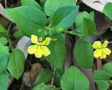 Green beans can be roasted, steamed, or stewed, but may taste even better cooked in bacon fat or butter. GardensOnline: Goodenia ovata