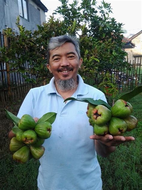 Contohnya seperti jambu air cengkih, jambu air madu, jambu air king citra, jambu air kampret. Berkebun yuuk !!: Berkebun Jambu Air