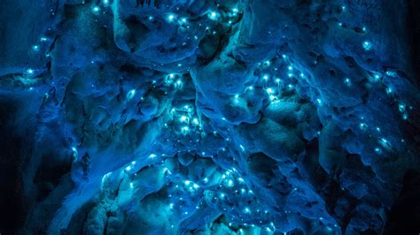 Bioluminescent Glow Worms Turn 30 Million Year Old Caves Into Alien