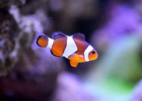 8 Cutest Aquarium Critters In The Sea