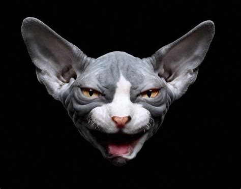 What should i bring with me to admit my pet to the mobile spay/neuter clinic? Cats For Free Near Me | Sphynx cat, Hairless cat, Cat ...