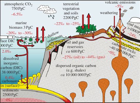 Schematic Model Of The Major Exogenic Carbon Reservoirs Within The