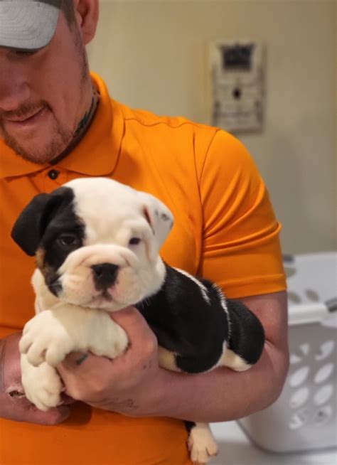 English Bulldog Puppies For Sale Tulsa Ok 414459