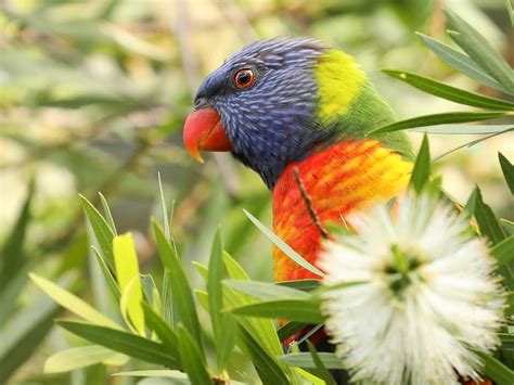What Do Rainbow Lorikeets Eat Complete Guide Unianimal