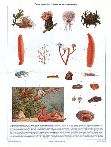 Marine Invertebrates Marine Animals Sea Life