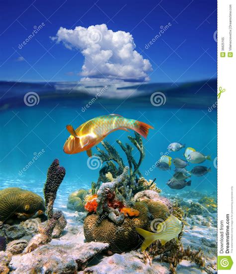 Waterline With Cloud And Marine Life In The Sea Royalty